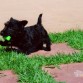 Esta soy yo de 2 meses, quiero una vida familiar y feliz para mis cachorros, algun pretendiente que quiera aumentar su familia? Enviarme un mensaje